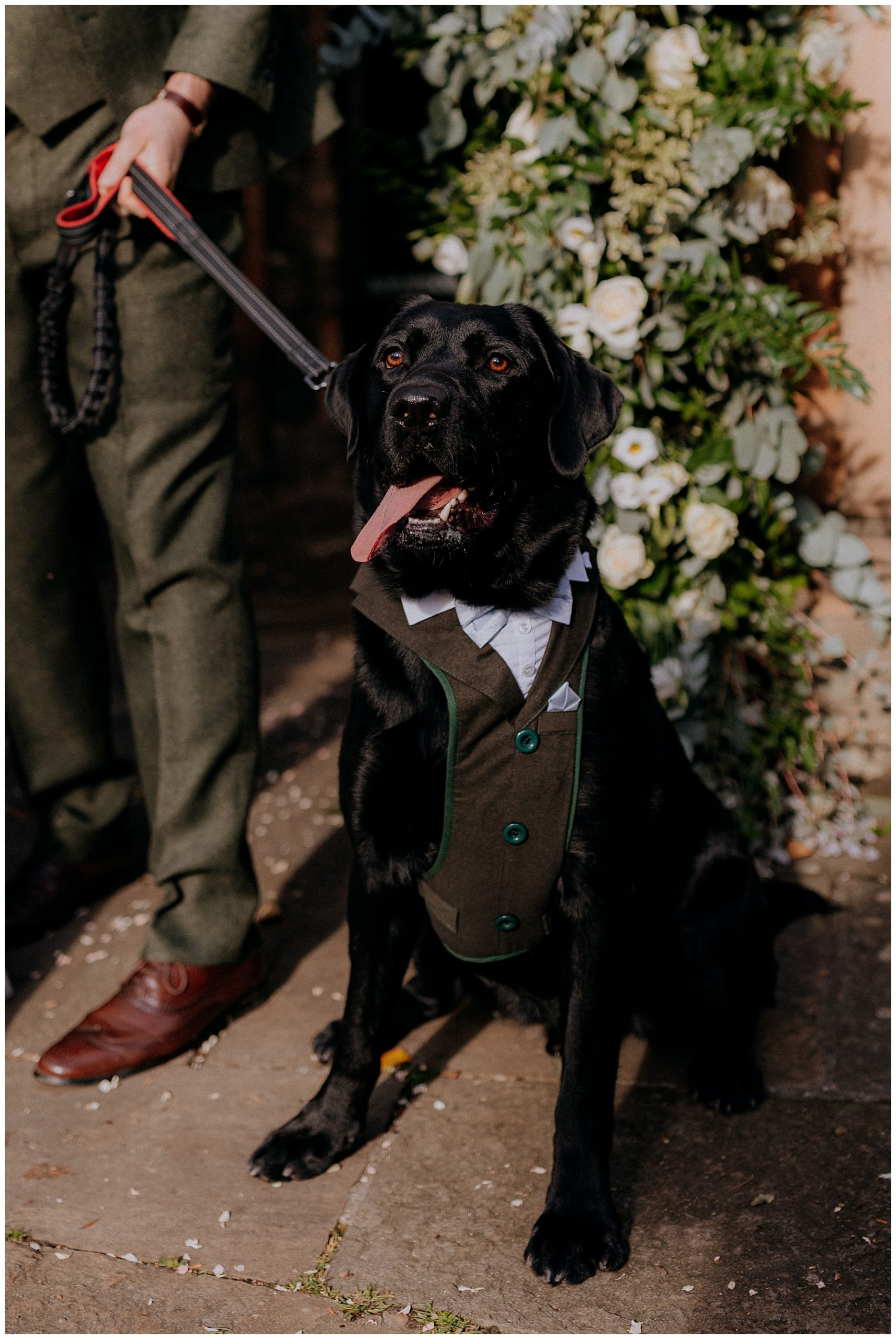 Creative Wedding Photography - Wedding Dogs